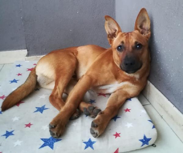 Pippo Cucciolo Taglia Medio Piccola